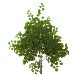 Fougère Adiantum