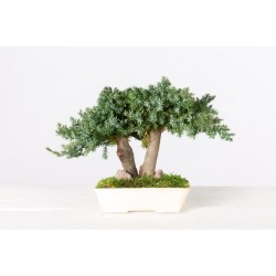 Bonsaï Juniperus procumbens