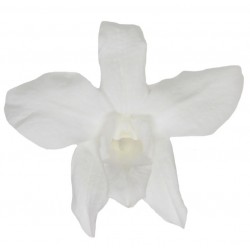 Orchidée Dendrobium (M)...
