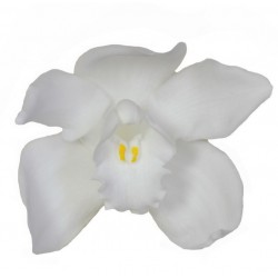 Orchidée Cymbidium (L)...