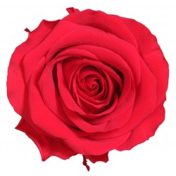 Rose Premium (XL) - boîte de 4