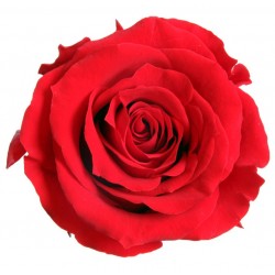 Rose Queen Rouge (L) -...