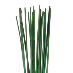 Mash Reed